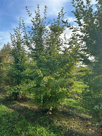 Carpinus betulus 500-550 cm draadkluit meerstammig