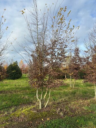 Carpinus betulus 600-700 cm draadkluit meerstammig - afbeelding 2