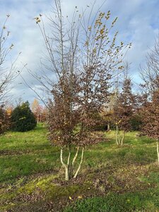 Carpinus betulus 600-700 cm draadkluit meerstammig - afbeelding 2