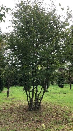 Carpinus betulus 600-700 cm draadkluit meerstammig - afbeelding 10