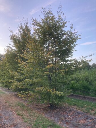 Carpinus betulus 600-700 cm draadkluit meerstammig - afbeelding 5
