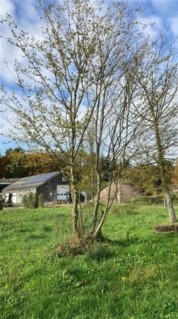 Carpinus betulus 600-700 cm draadkluit meerstammig - afbeelding 3