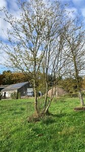 Carpinus betulus 600-700 cm draadkluit meerstammig - afbeelding 3