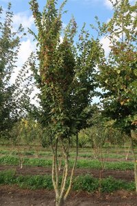 Carpinus betulus 600-700 cm draadkluit meerstammig - afbeelding 4