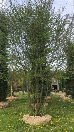 Carpinus betulus 600-700 cm draadkluit meerstammig - afbeelding 1