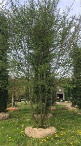 Carpinus betulus 600-700 cm draadkluit meerstammig