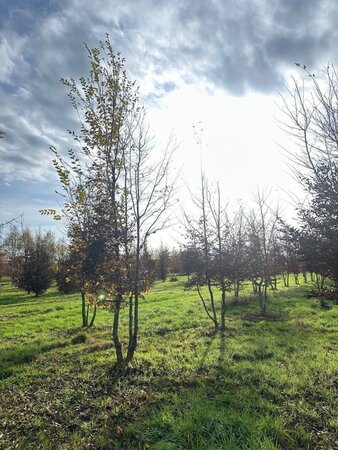 Carpinus betulus 600-700 cm draadkluit meerstammig - afbeelding 3