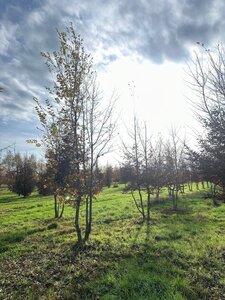 Carpinus betulus 600-700 cm draadkluit meerstammig - afbeelding 3