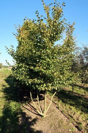 Carpinus betulus 600-700 cm draadkluit meerstammig - afbeelding 3