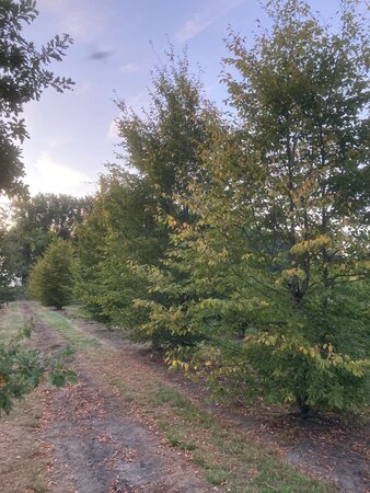 Carpinus betulus 600-700 cm draadkluit meerstammig - afbeelding 6