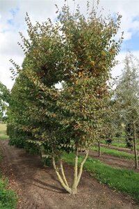 Carpinus betulus 600-700 cm draadkluit meerstammig - afbeelding 2