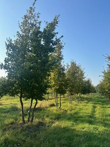 Carpinus betulus 600-700 cm draadkluit meerstammig - afbeelding 4