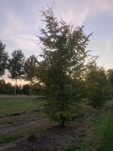 Carpinus betulus 600-700 cm draadkluit meerstammig - afbeelding 7