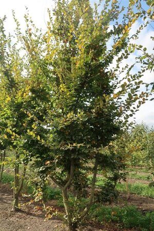 Carpinus betulus 600-700 cm draadkluit meerstammig - afbeelding 12