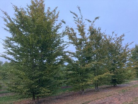 Carpinus betulus 600-700 cm draadkluit meerstammig - afbeelding 8