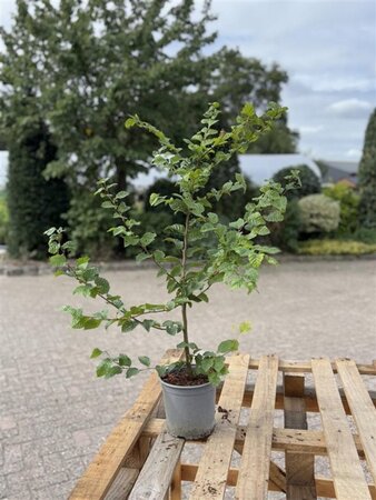 Carpinus betulus 60-80 cm cont. 2,5L - afbeelding 1