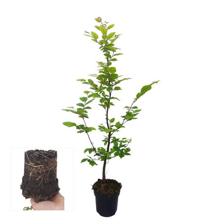 Carpinus betulus 60-80 cm cont. 2,5L - afbeelding 2