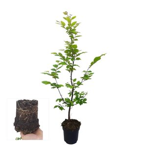 Carpinus betulus 60-80 cm cont. 2,5L - afbeelding 2