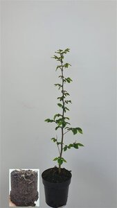 Carpinus betulus 60-80 cm cont. 2,5L - afbeelding 3