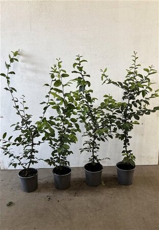 Carpinus betulus 60-80 cm cont. 2,5L - afbeelding 7