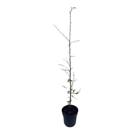 Carpinus betulus 60-80 cm cont. 2,5L - afbeelding 4