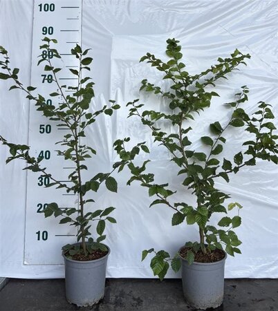 Carpinus betulus 60-80 cm cont. 2,5L - afbeelding 2