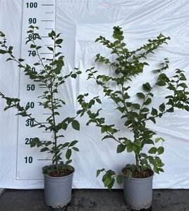 Carpinus betulus 60-80 cm cont. 2,5L - afbeelding 2
