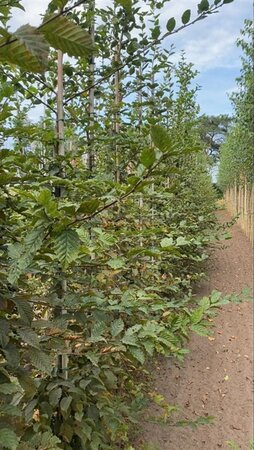 Carpinus betulus 6-8 Hoogstam wortelgoed