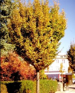 Carpinus bet. 'Fastigiata' 10-12 Hoogstam wortelgoed