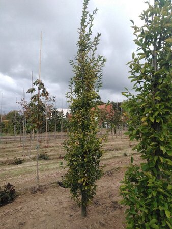 Carpinus bet. 'Fastigiata' 12-14 cm wortelgoed geveerd 2 X verplant - afbeelding 2
