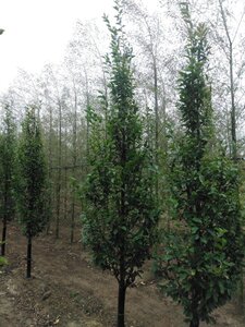 Carpinus bet. 'Fastigiata' 12-14 cm wortelgoed geveerd 2 X verplant