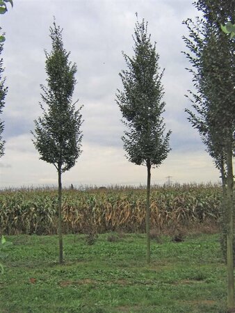Carpinus bet. 'Fastigiata' 16-18 Hoogstam draadkluit 3 X verplant - afbeelding 1