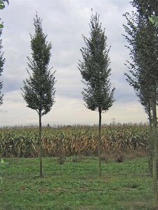 Carpinus bet. 'Fastigiata' 16-18 Hoogstam draadkluit 3 X verplant