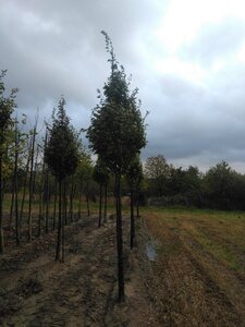 Carpinus bet. 'Fastigiata' 16-18 STA WRB 3 X V - image 2