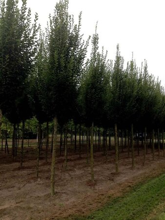 Carpinus bet. 'Fastigiata' 18-20 Hoogstam draadkluit 3 X verplant - afbeelding 1