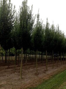 Carpinus bet. 'Fastigiata' 18-20 Hoogstam draadkluit 3 X verplant