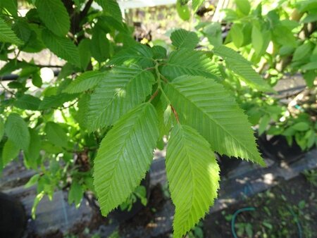 Carpinus bet. 'Fastigiata' 18-20 Hoogstam draadkluit 3 X verplant - afbeelding 2