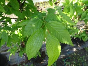 Carpinus bet. 'Fastigiata' 18-20 Hoogstam draadkluit 3 X verplant - afbeelding 2