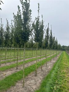 Carpinus bet. 'Fastigiata' 18-20 Hoogstam draadkluit 3 X verplant - afbeelding 3