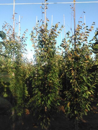 Carpinus bet. 'Frans Fontaine' 10-12 cm wortelgoed geveerd - afbeelding 4