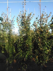 Carpinus bet. 'Frans Fontaine' 10-12 cm wortelgoed geveerd - afbeelding 4