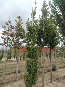 Carpinus bet. 'Frans Fontaine' 10-12 cm wortelgoed geveerd - afbeelding 3