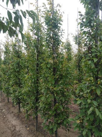 Carpinus bet. 'Frans Fontaine' 12-14 cm wortelgoed geveerd 2 X verplant - afbeelding 3