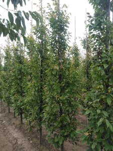 Carpinus bet. 'Frans Fontaine' 12-14 cm wortelgoed geveerd 2 X verplant - afbeelding 3