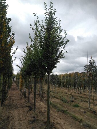 Carpinus bet. 'Frans Fontaine' 16-18 Hoogstam wortelgoed 3 X verplant