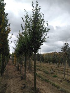 Carpinus bet. 'Frans Fontaine' 16-18 Hoogstam wortelgoed 3 X verplant