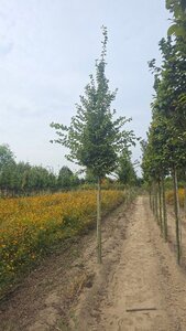 Carpinus bet. 'Frans Fontaine' 18-20 Hoogstam draadkluit 3 X verplant