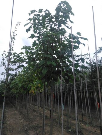 Catalpa bignonioides 25-30 STA WRB 3 X V
