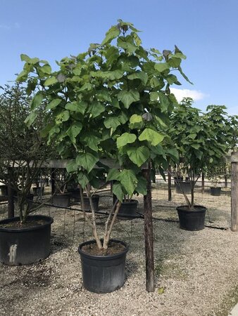 Catalpa bignonioides 300-350 cm container meerstammig
