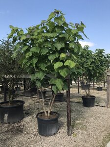 Catalpa bignonioides 300-350 cm container meerstammig